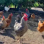 Gospodarstwo agroturystyczne Zacisze U Rysia