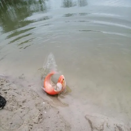 Zacisze U Rysia Bauernhof Brochów