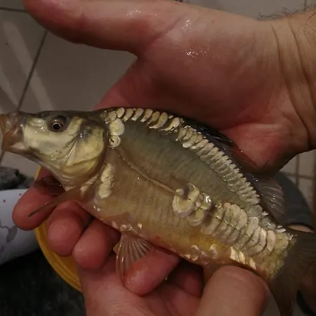 Zacisze U Rysia Bauernhof