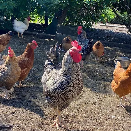 Bauernhof Zacisze U Rysia