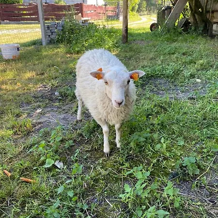 Zacisze U Rysia Bauernhof *