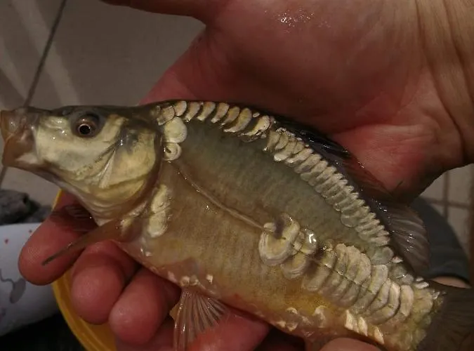 Zacisze U Rysia Farm stay