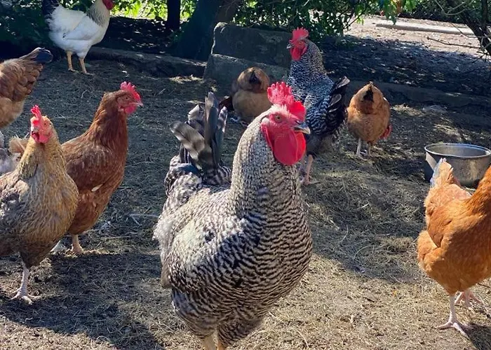 Gospodarstwo agroturystyczne Zacisze U Rysia